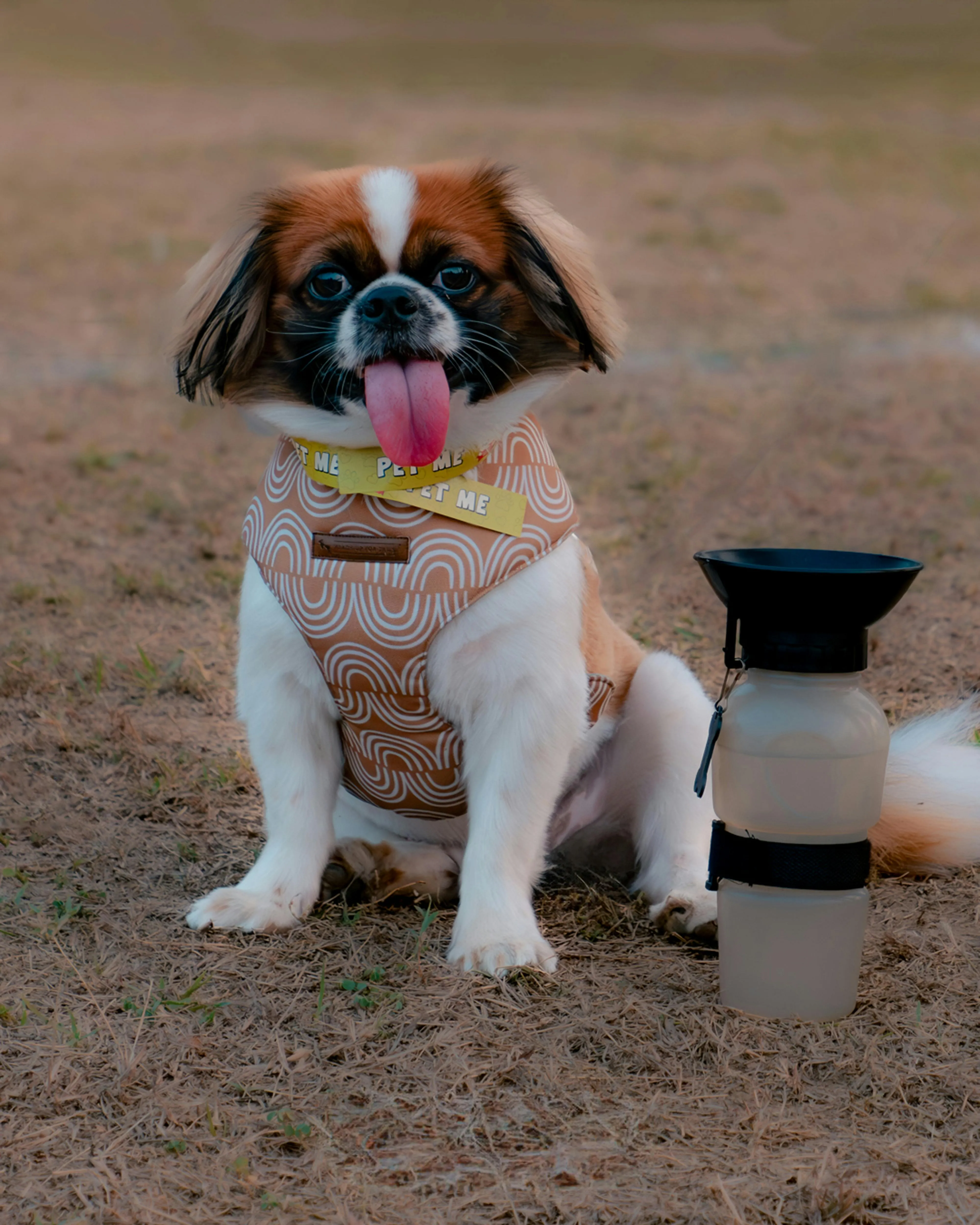 Dog Spa and Wellness Extras