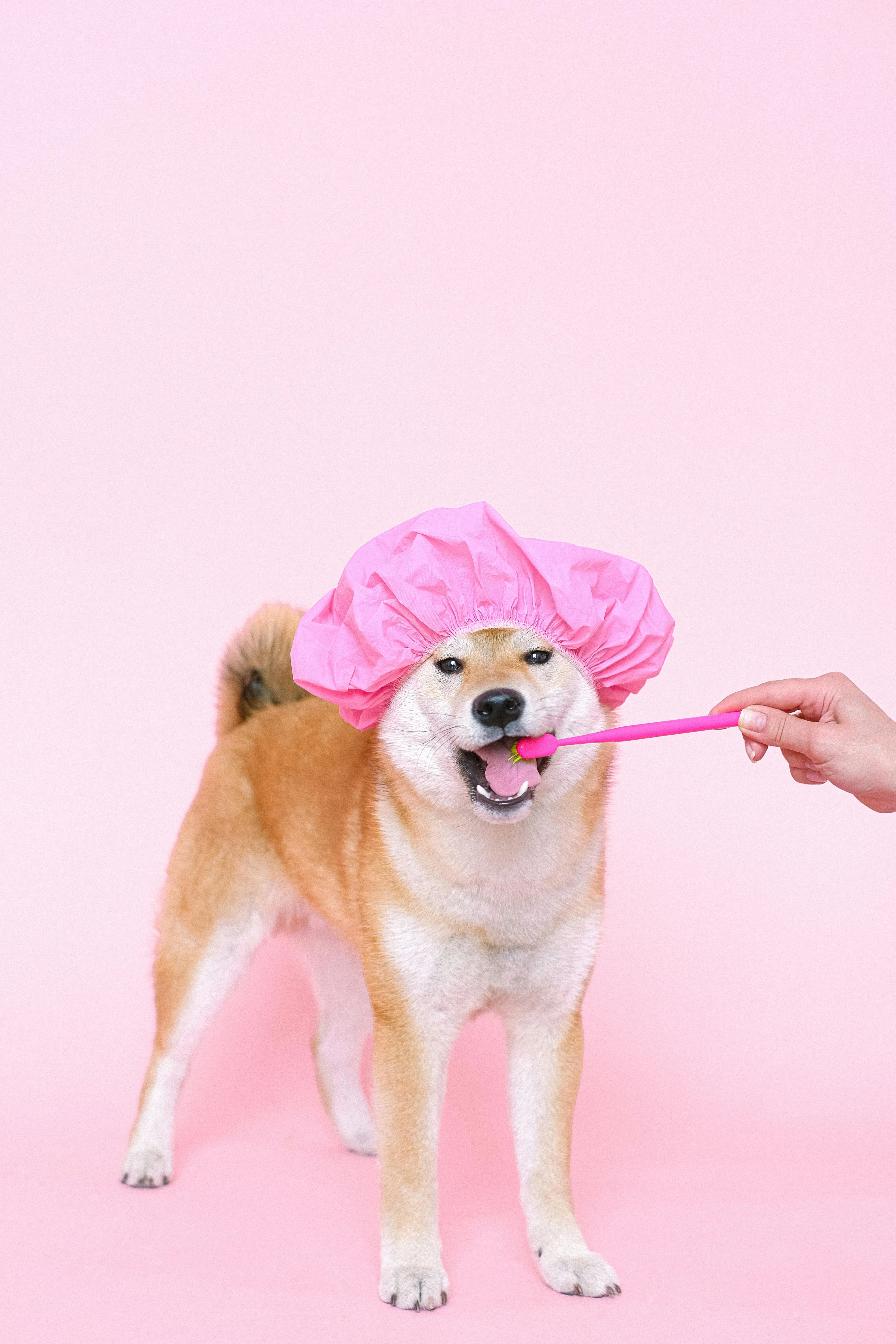 Full Dog Grooming Service at Pampered Paws