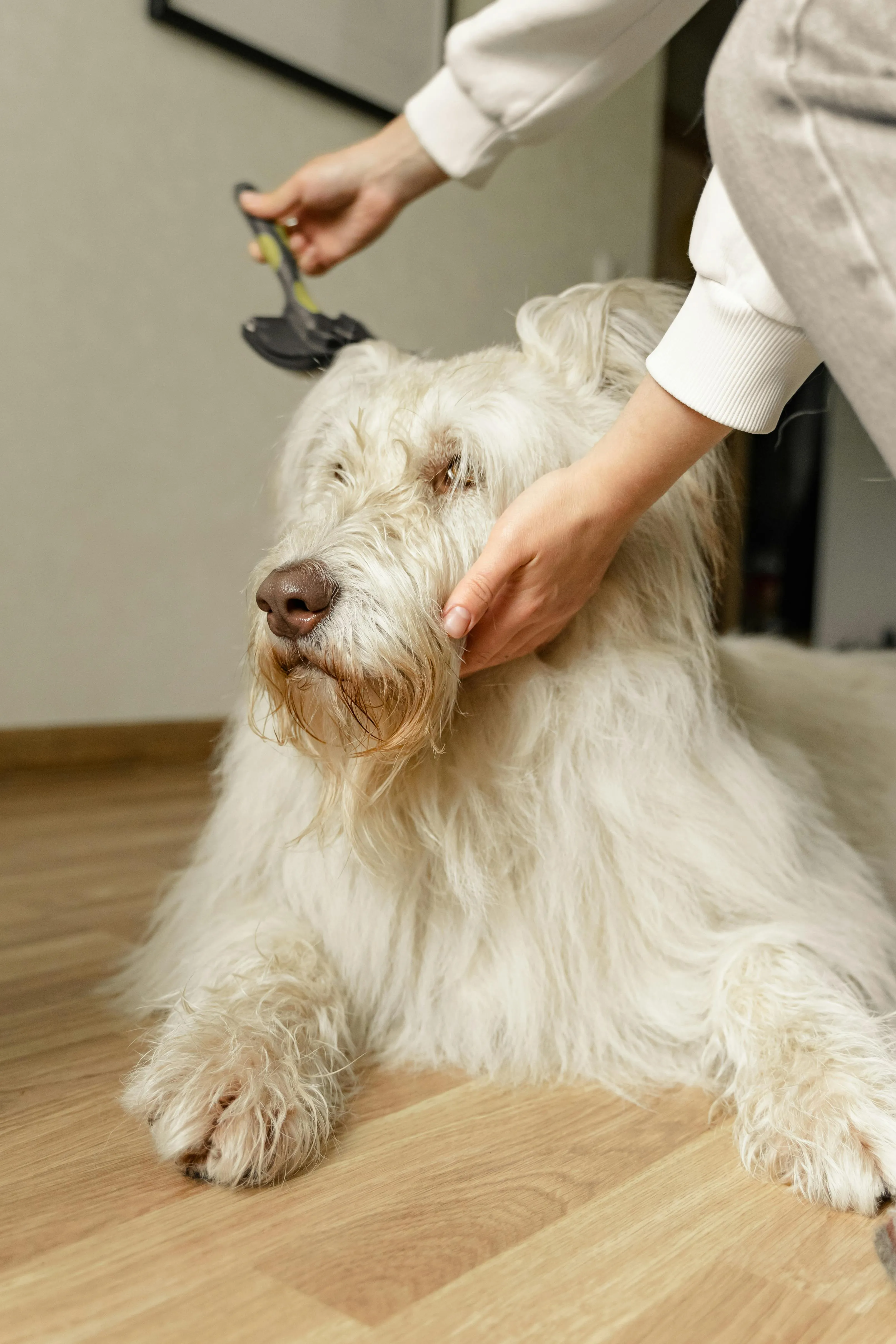 Dog Bath and Brush Service
