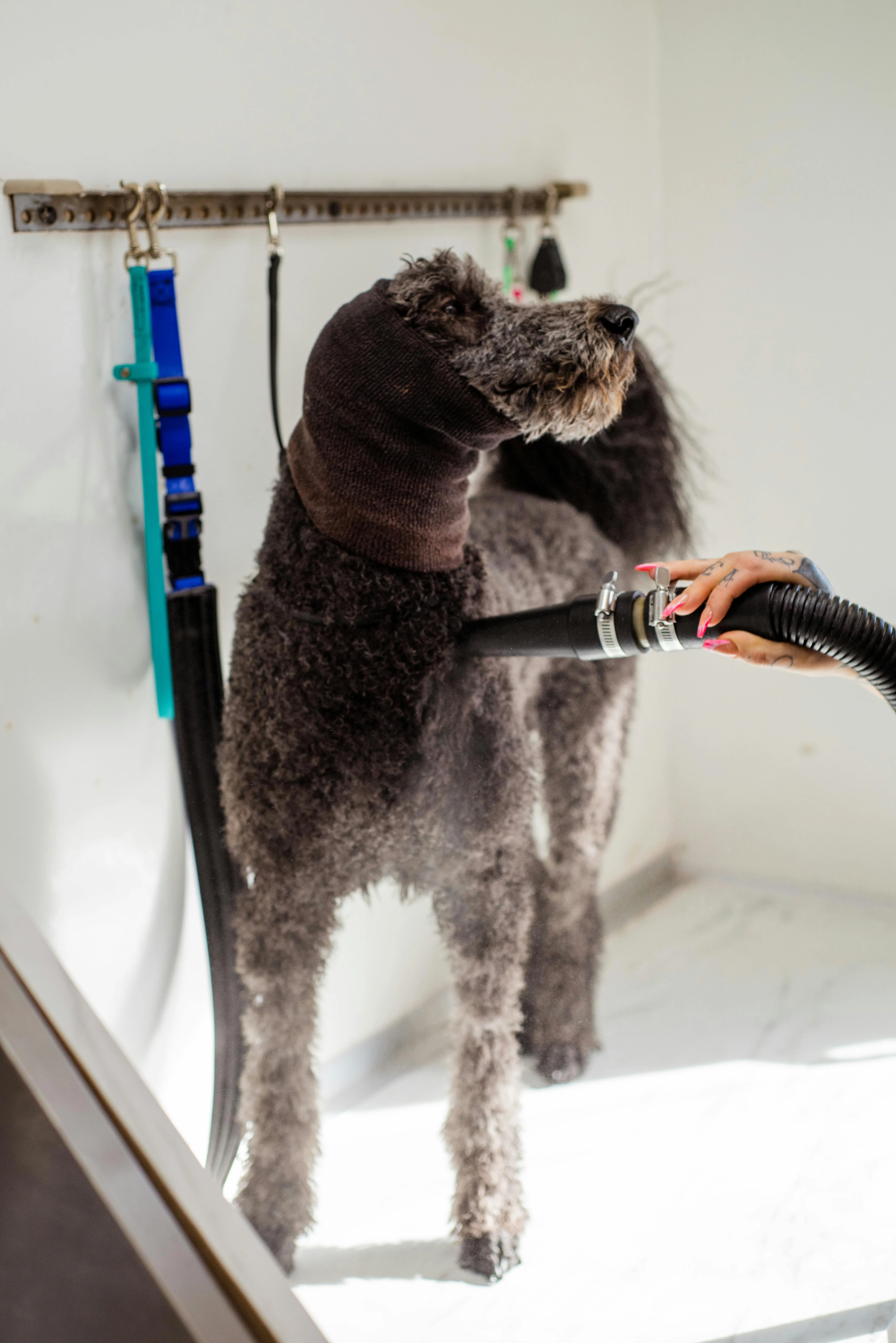 Puppy Grooming Package