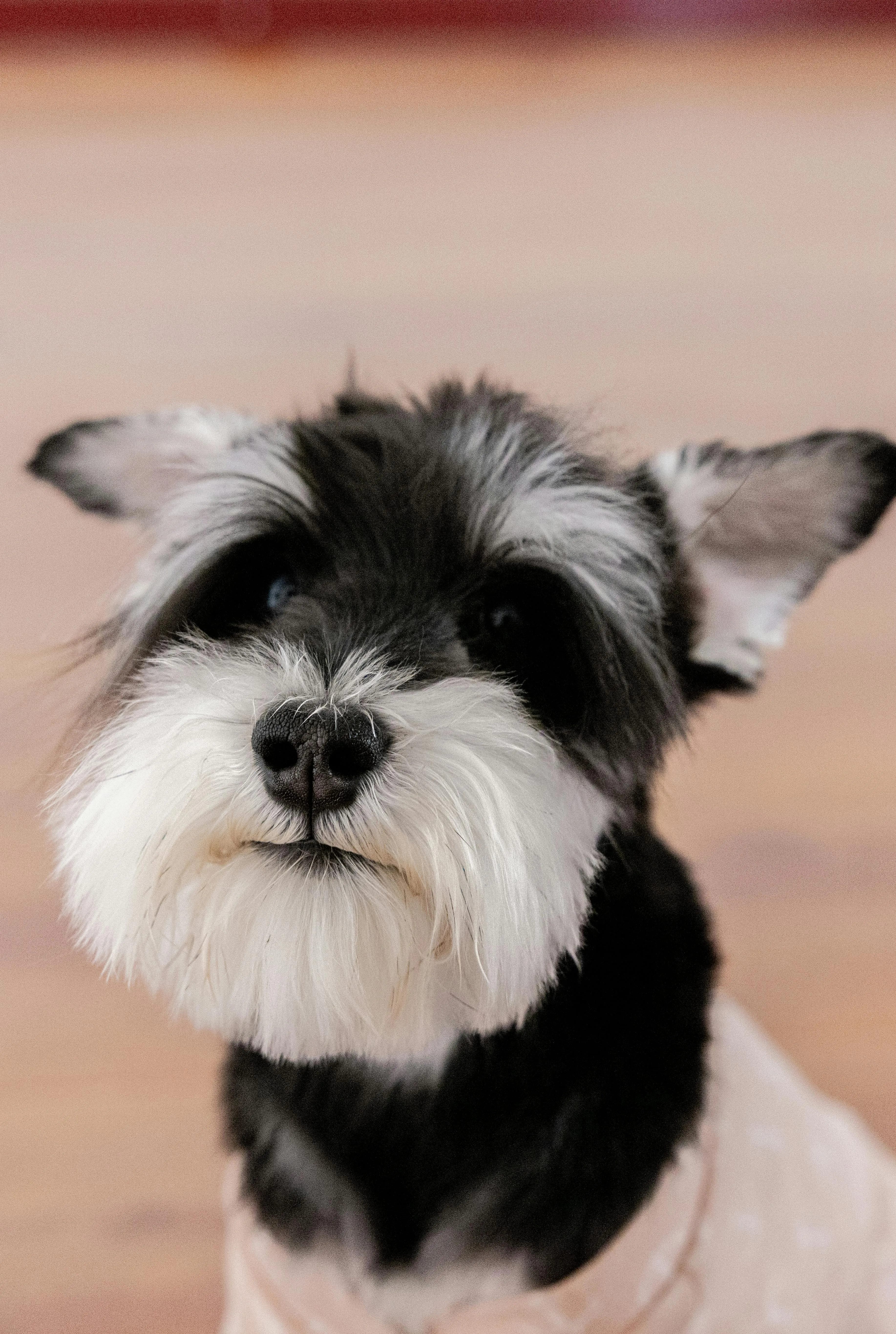Dog De-Shedding Treatment
