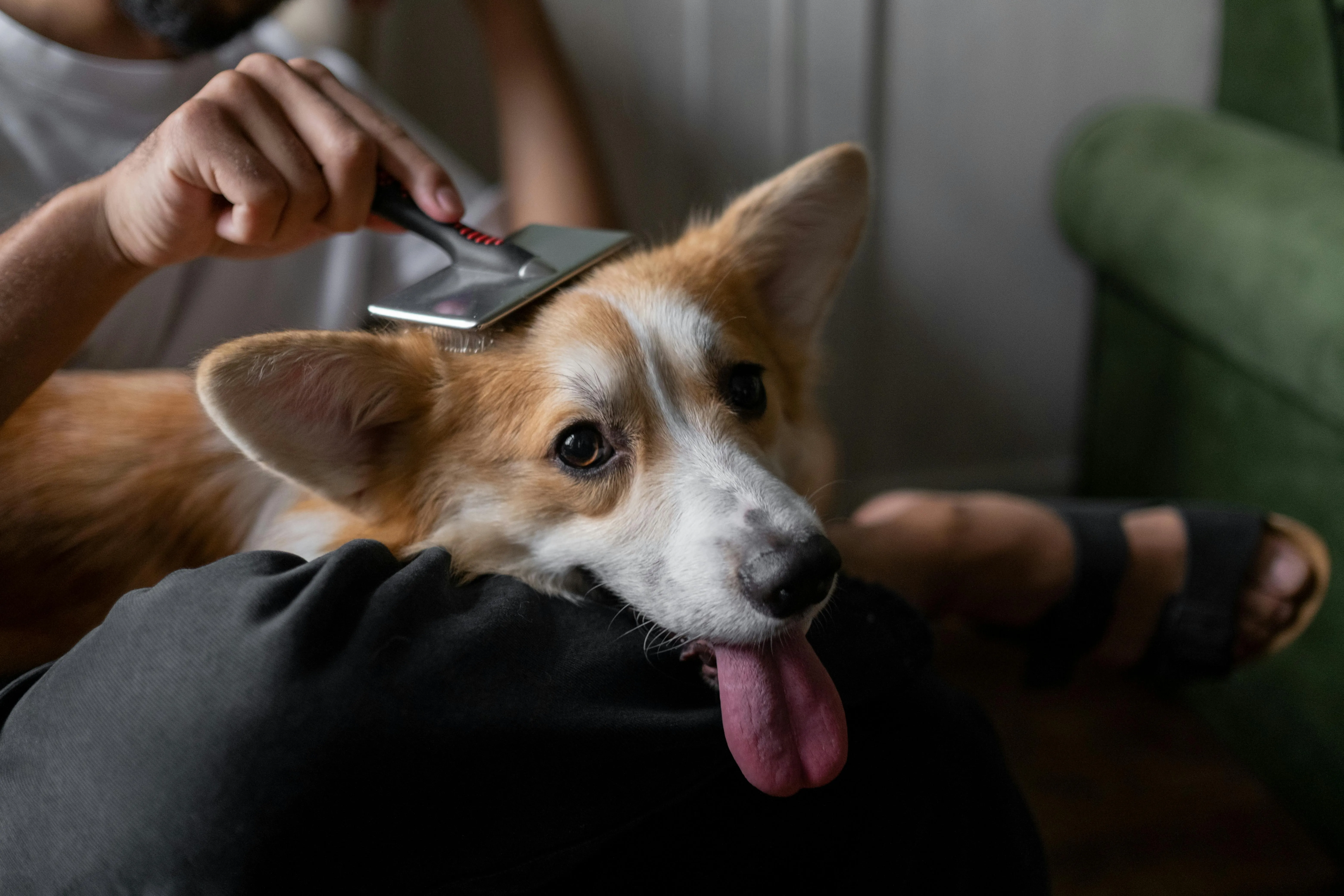 Dog Breed-Specific Styling