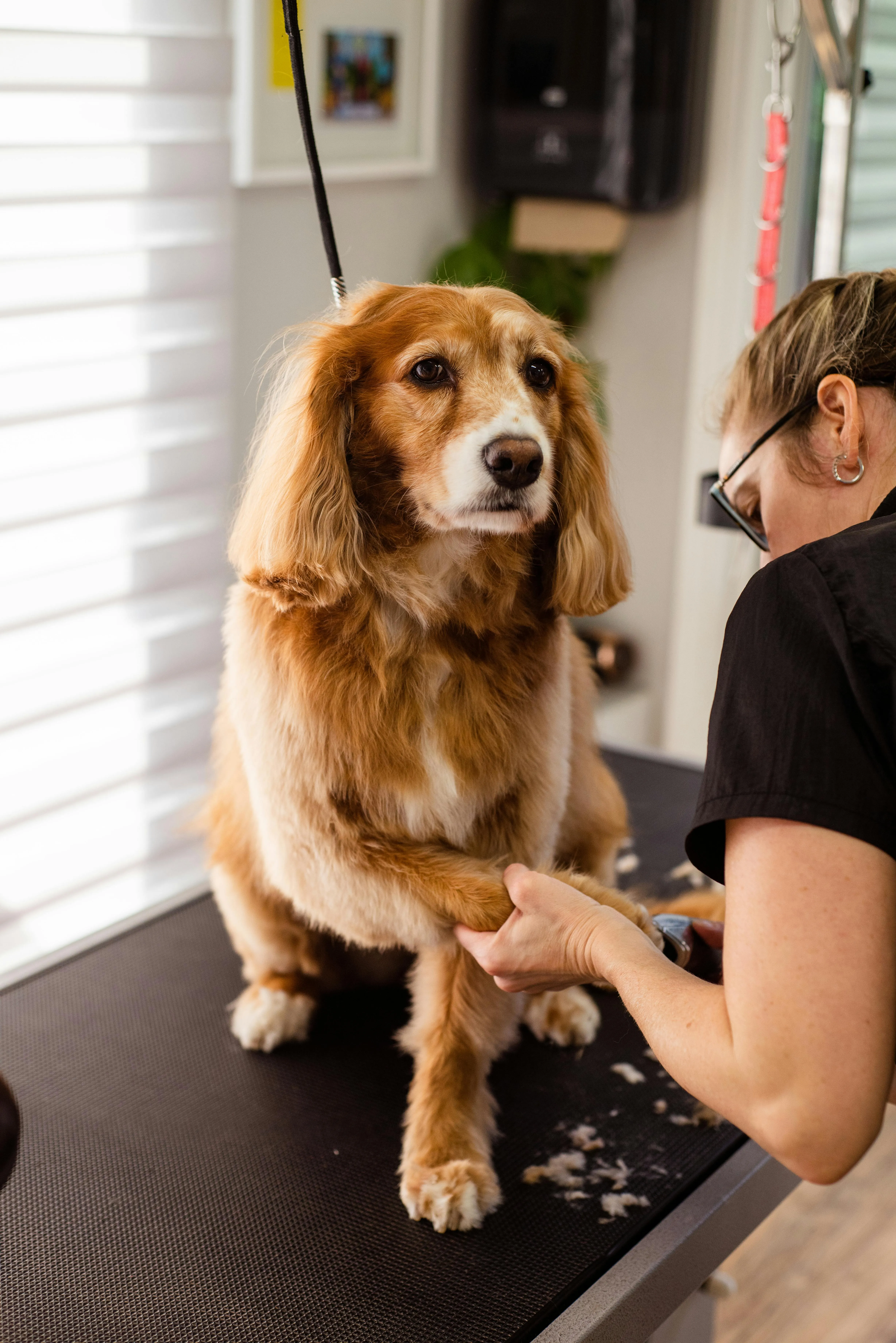 Fresh and Clean Dog Grooming Service